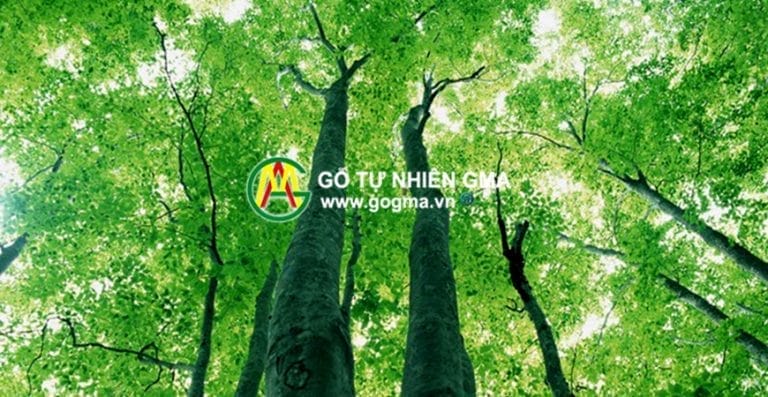 goxoandao gosoi