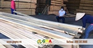 go thong viet gma